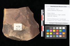 Foto (Objekt + Etikett) von Quercus palaeoilex Ettingshausen (NHMW-GEO-2024-0188-0879)